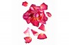 stilllife-flowers-michael-hirsch-photography-rose-002