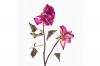 stilllife-flowers-michael-hirsch-photography-rose-006