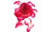 stilllife-flowers-michael-hirsch-photography-rose-001
